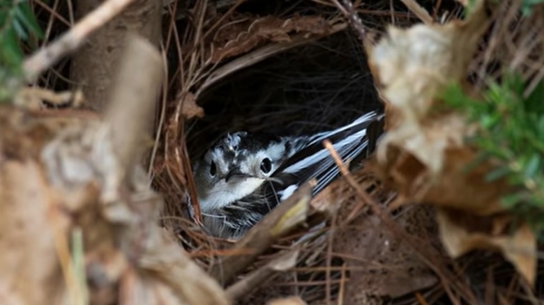 Black-and-white warbler in nest
