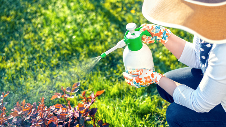 woman spraying herbicide onto plant