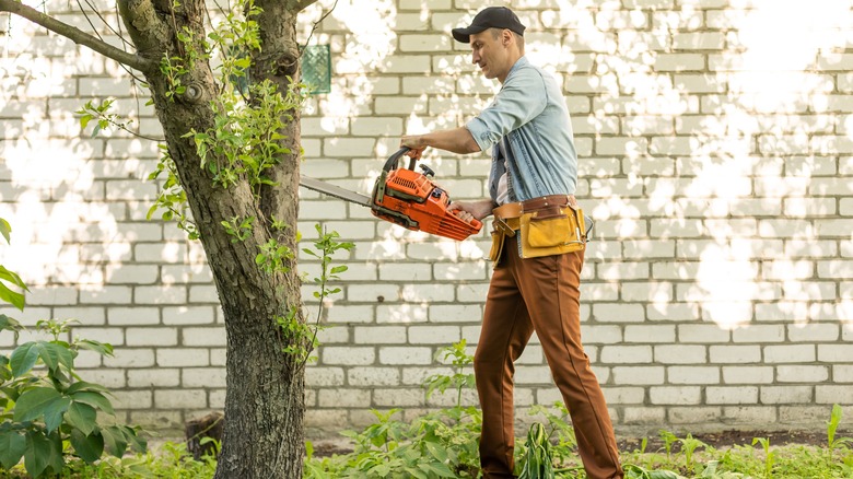 man trimming tree