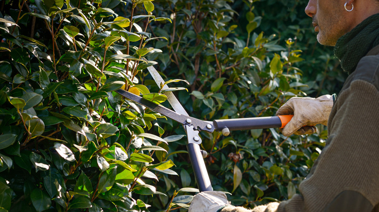 Man trimming hedges in cool weather