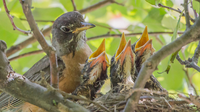 A mother robin with a nest of hungry baby birds tucked inside of a hedge