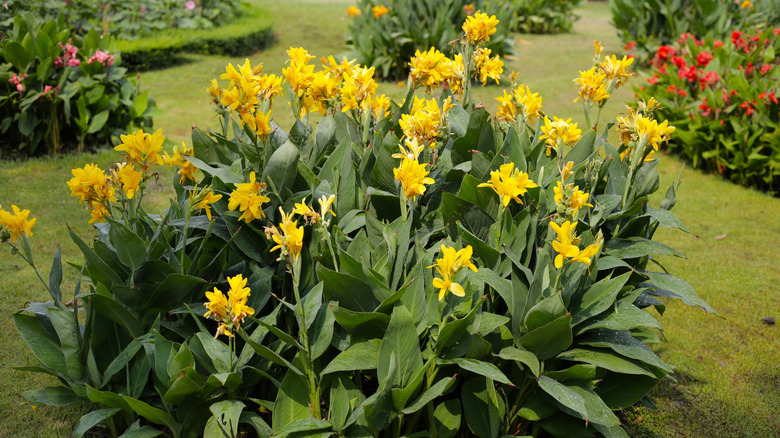 Canna lilies with yellow blooms flowering in a garden