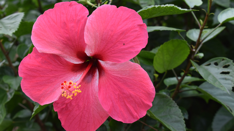Pink hibiscus flower