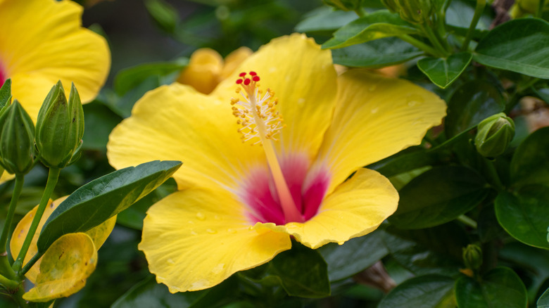 Yellow hibiscus