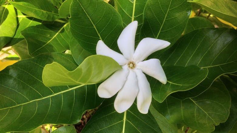 White pikake bloom