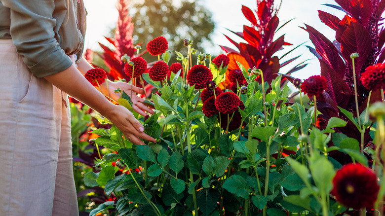 A person walks among red dahlias in a rural garden