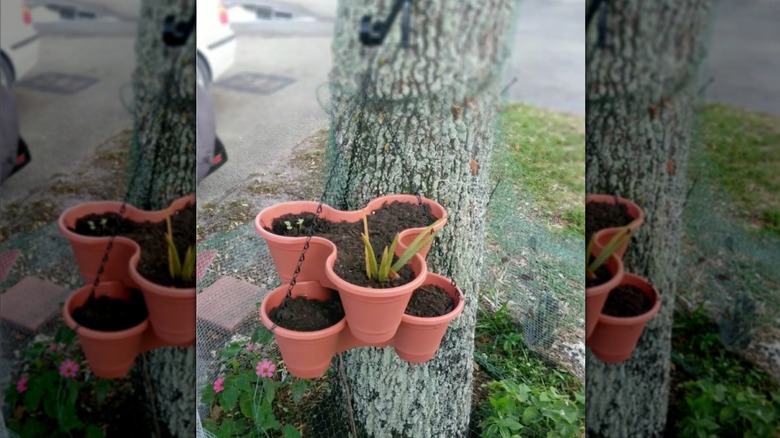 Dollar Tree stackable planters turned into hanging planter and hung outside on a tree.