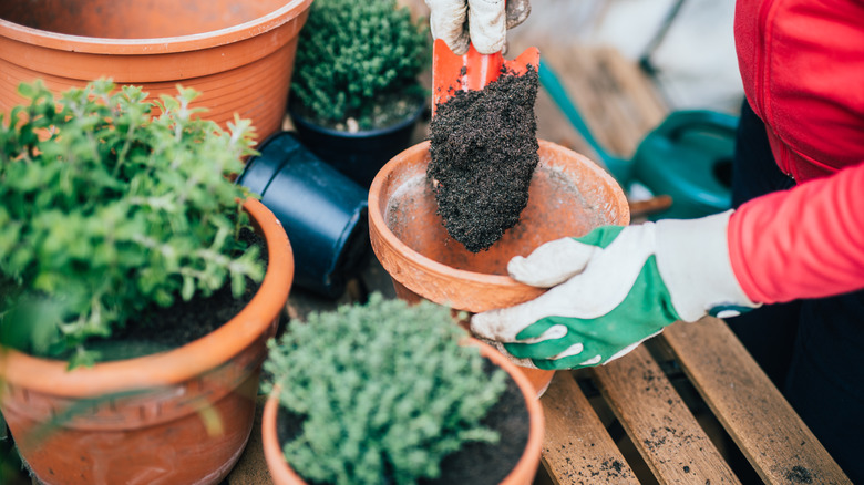 Person with a trowel in hand transplanting herbs from clay pots.