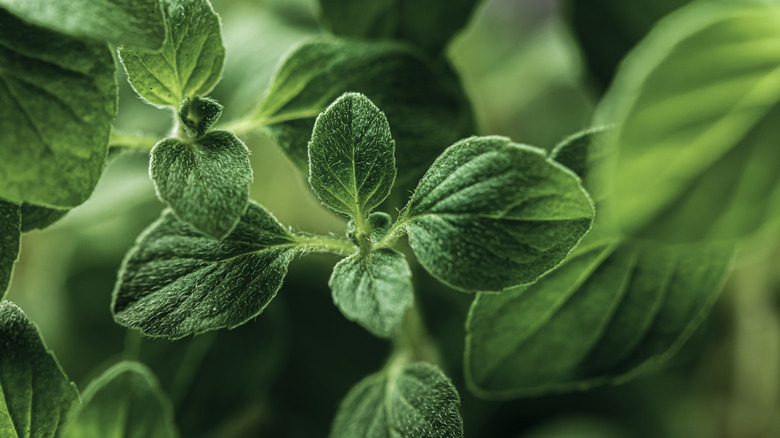 Closeup of green oregano leaves growing among other oregano plants.