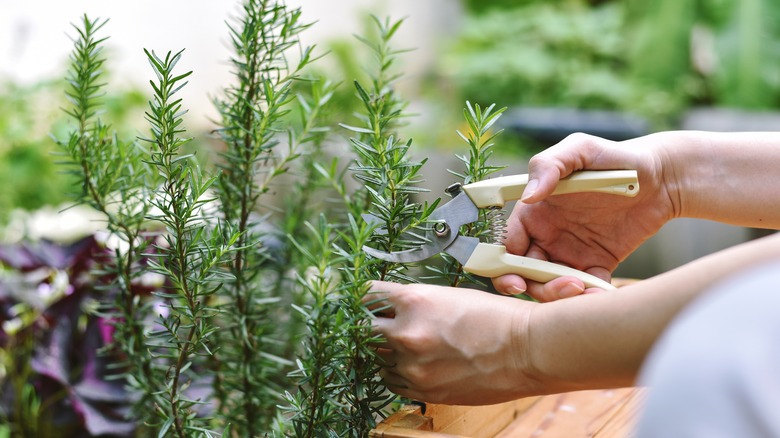 cutting rosemary sprigs from plant