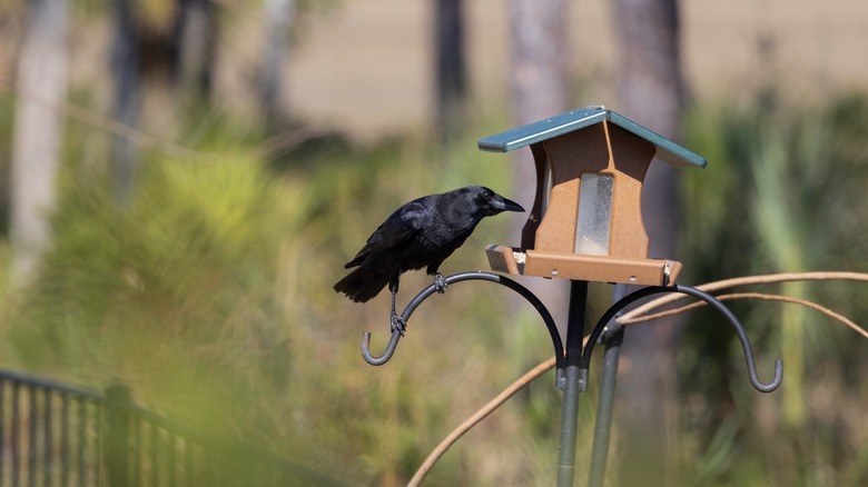 Crow perched next to bird feeder