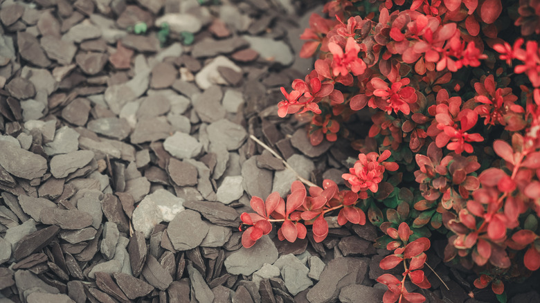 Shrub with red leaves surrounded by stone mulch
