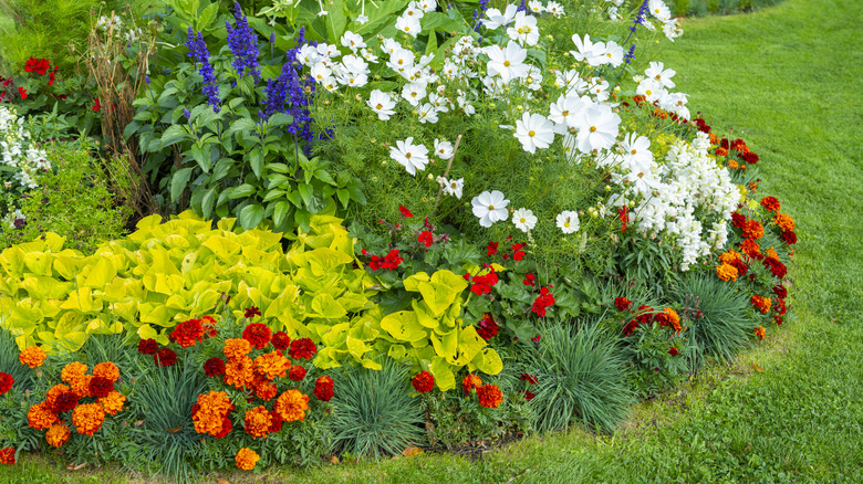 Flowerbed surrounded by grass