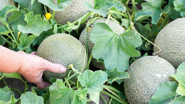 person touching melon in garden