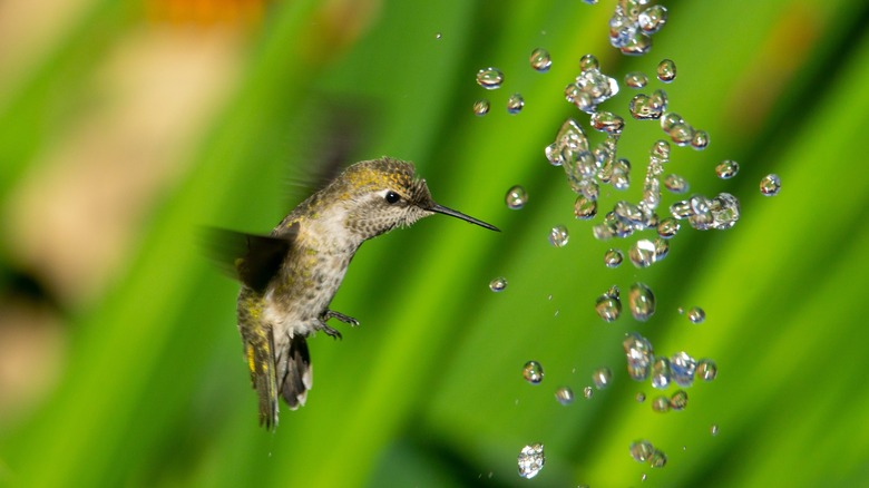 Hummingbird flying through a garden mist
