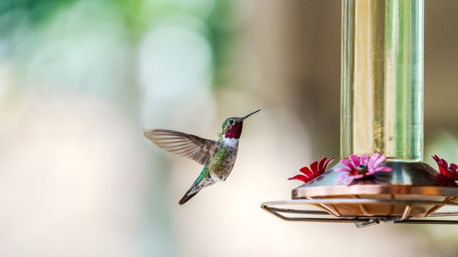 Learn How Ice Cubes Can Keep Your Hummingbirds Cool In The Summer Heat.