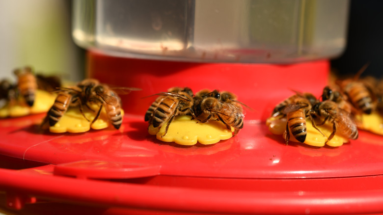 Bees feeding at hummingbird feeder