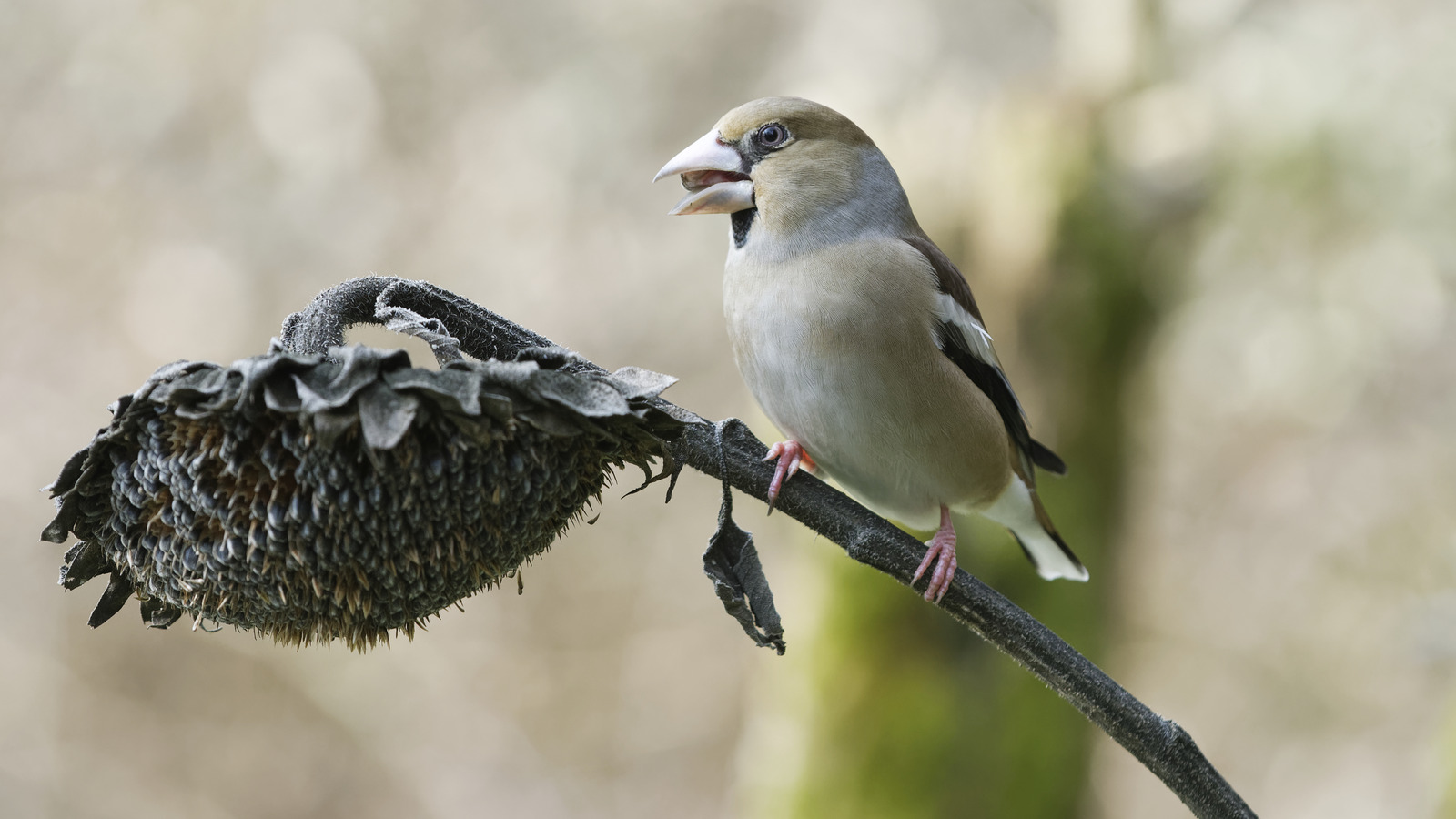 Try TikTok's Genius Feeder Hack To Bring More Birds To Your Garden