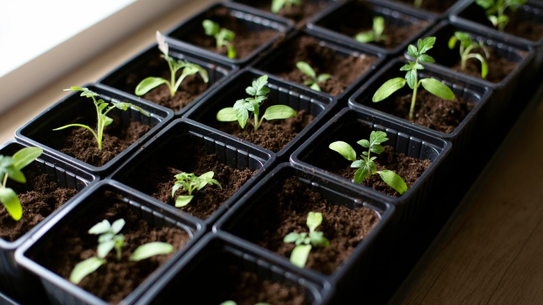 tomato seedlings in plastic containers