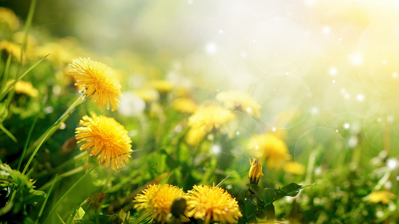 Dandelions growing in garden