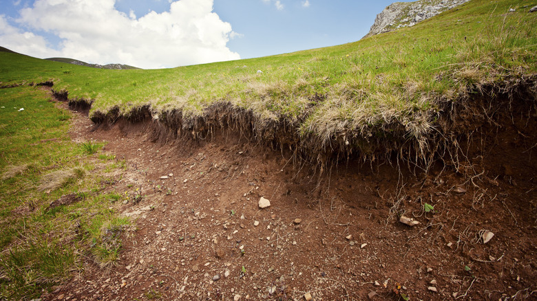 Eroded sloped lawn