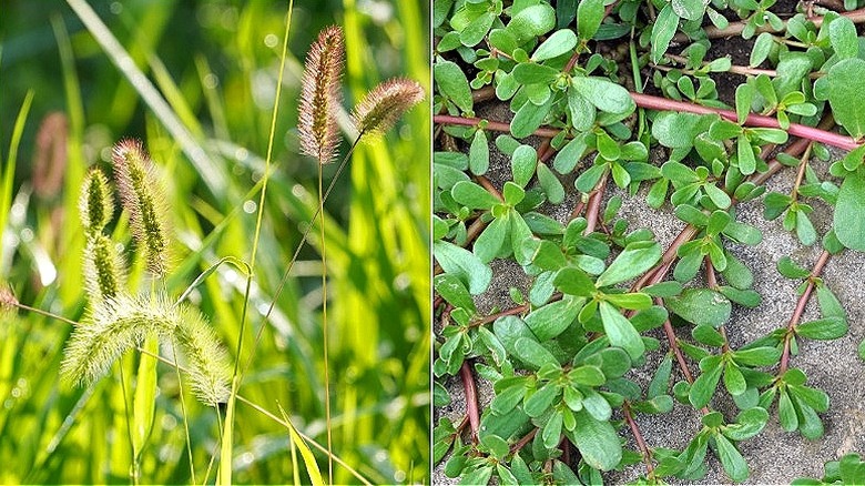 Split image of foxtail and purslane