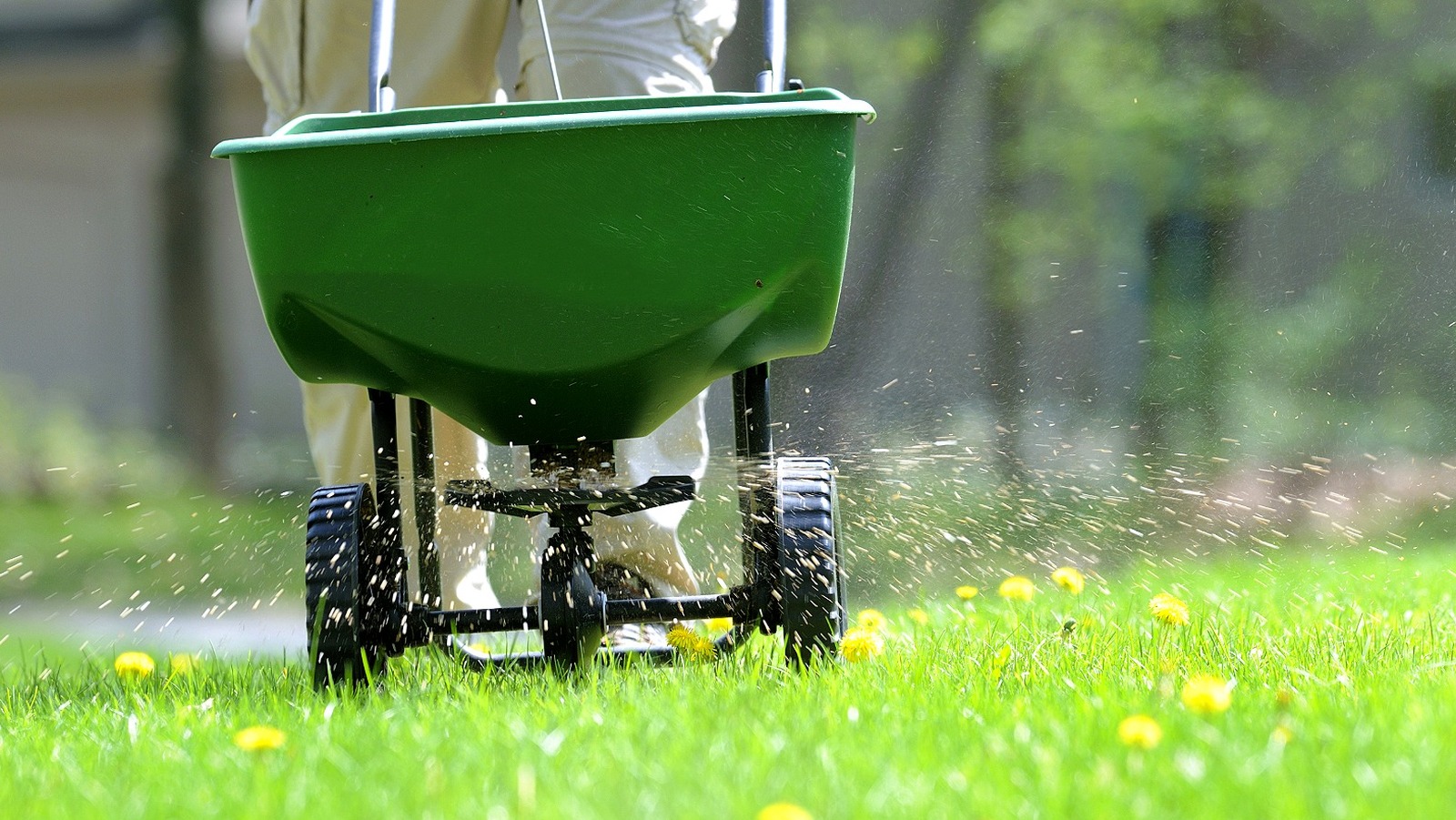 Trying To Remove Weeds In The Fall Isn't Always Worth Your Time — Here Are Some To Leave Alone
