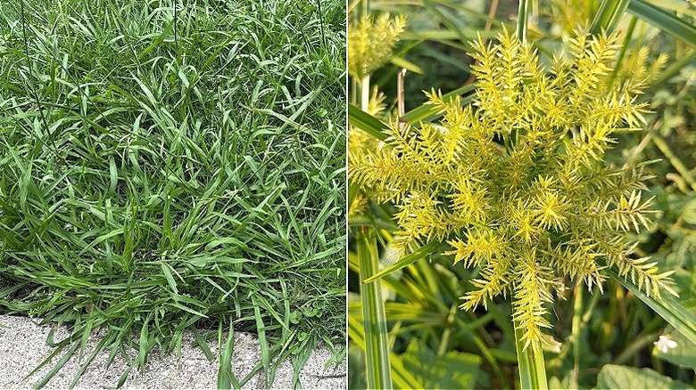 Split image of crabgrass and yellow nutsedge