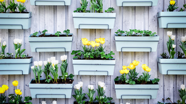 Tulips hanging in boxes