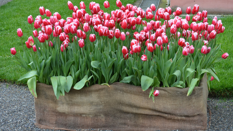 Tulips: Everything You Need To Know Before Planting