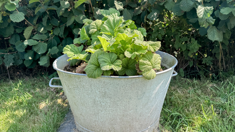 A vintage galvanized tub used as a planter in the garden.