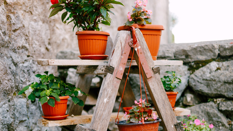 Plants in plastic pots sitting on planks threaded through the rungs of a wooden ladder.