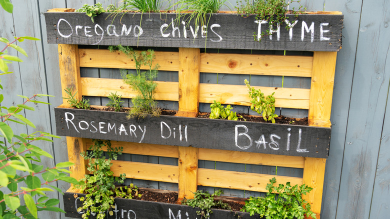 A wooden pallet reused as a wall-mounted planter for herb garden.