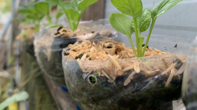 Plastic water bottles repurposed as vegetable garden planters.