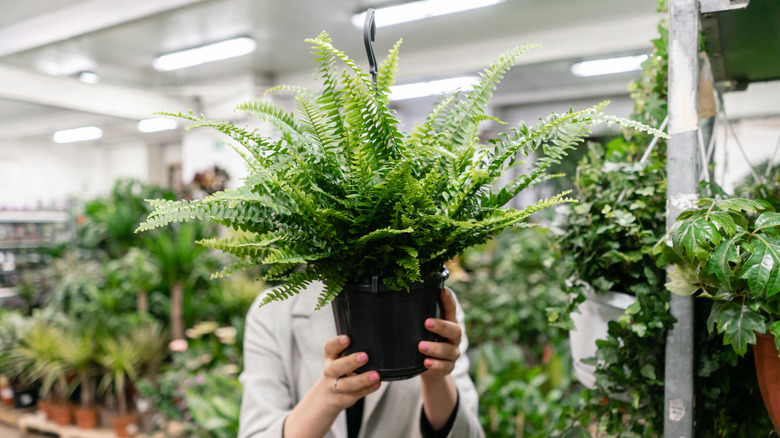 Customer holding a lush plant in a boring nursery pot