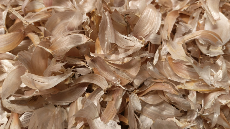Closeup of a pile of garlic peels