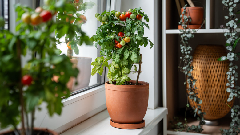 Two cherry tomato plants in a windowsill