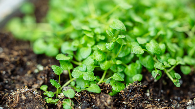 Mint with tiny leaves spread across moist soil