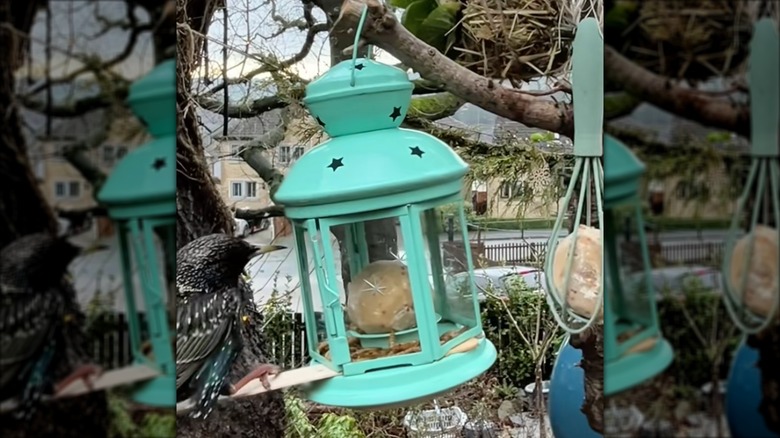 Screenshot of video showing a teal lantern used as bird feeder