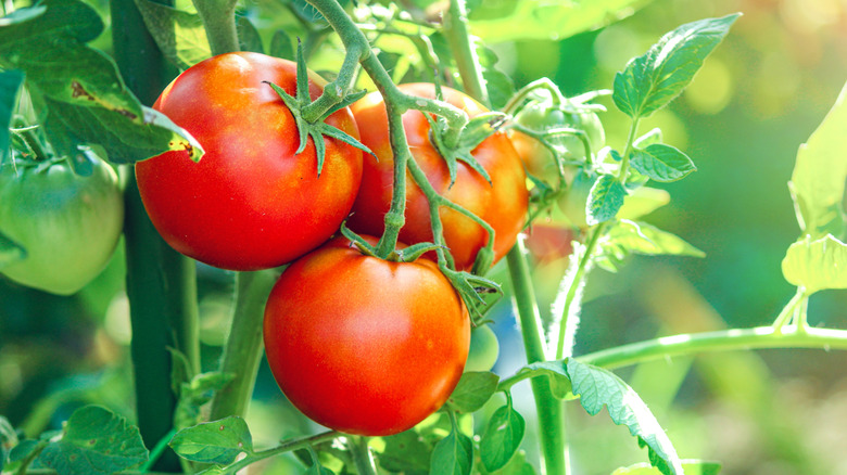 Against a backdrop of lush foliage, three ripe, red tomatoes grow on a sunny morning.