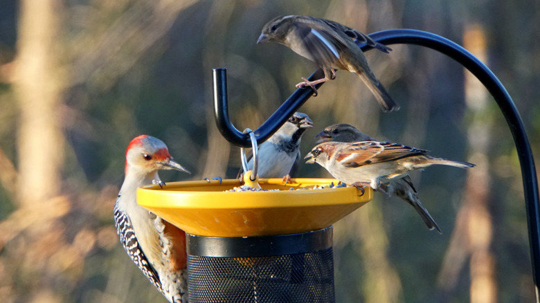 Birds enjoying some seed in a backyard feeder