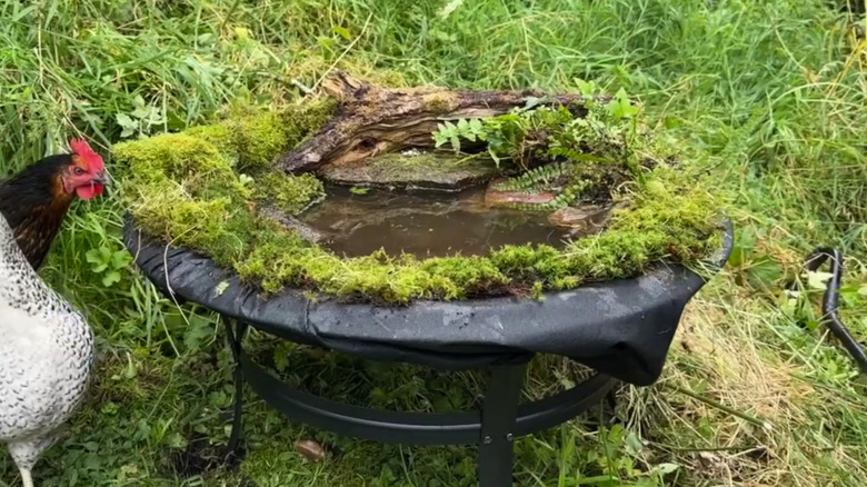 Moss, stones, and foliage on a firepit filled with water near chickens in a yard