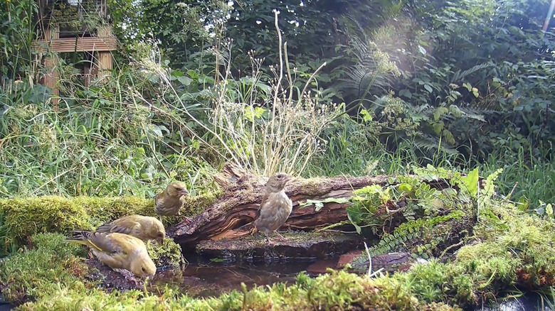 Birds perching on a firepit bird bath filled with natural materials