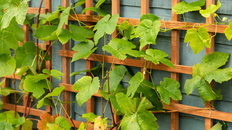 A wooden trellis against a house wrapped with green vines.