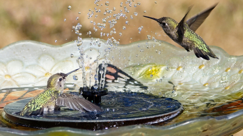 Two hummingbirds enjoying a backyard bird bath and fountain