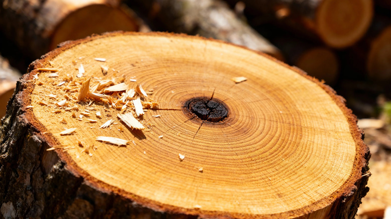 A freshly cut tree stump.