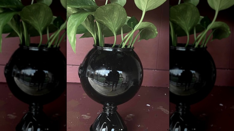 Close-up of snow globe planter pot with pothos plant