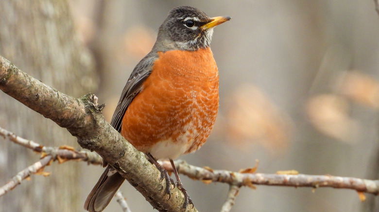 Robin perched on branch