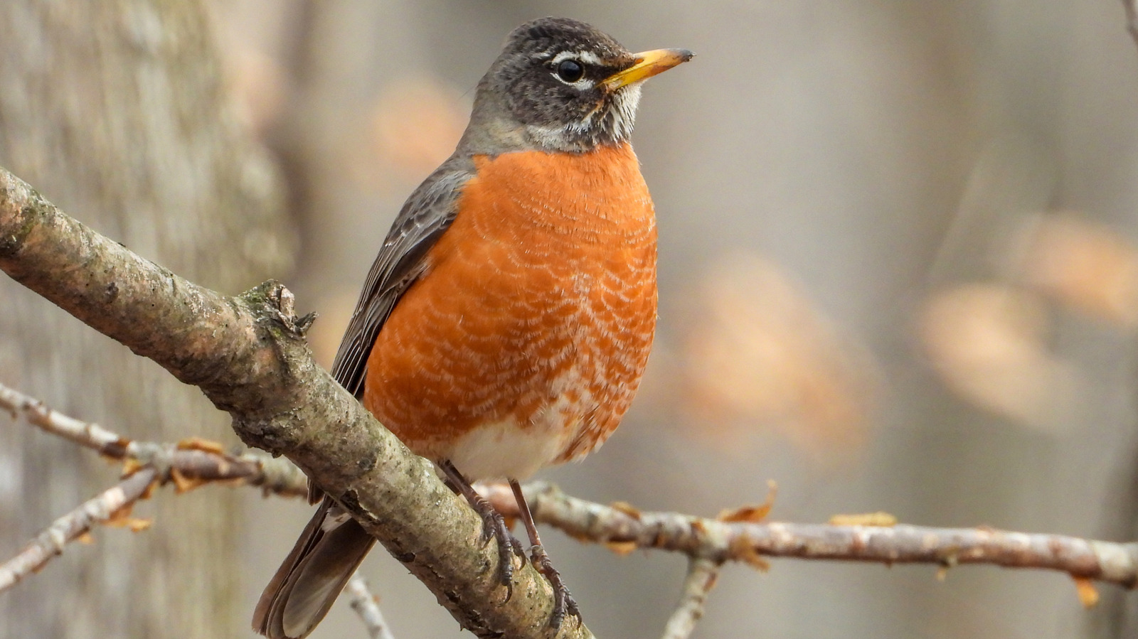 Turn A Neglected Kitchen Scrap Into A Cheaper Bird Feeder With A Simple DIY