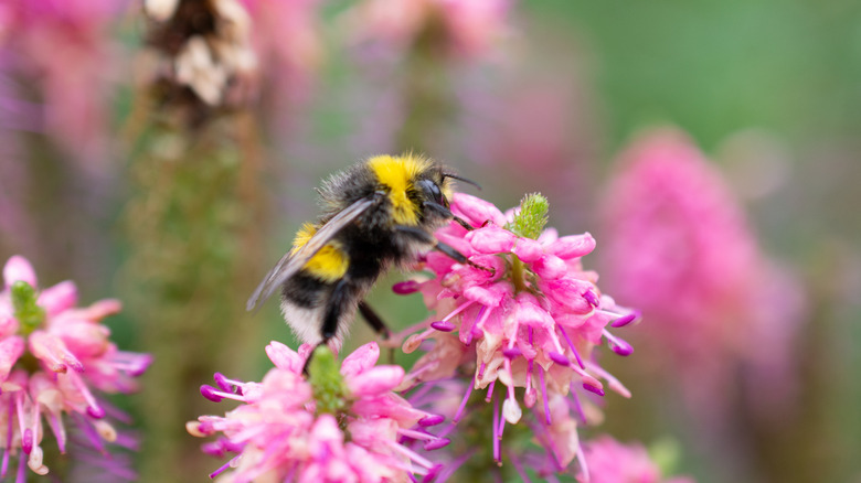 A yellow and black striped bumblebee feeds on the nectar inside some pink flowers.